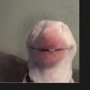 Meet your Posher, Hailey